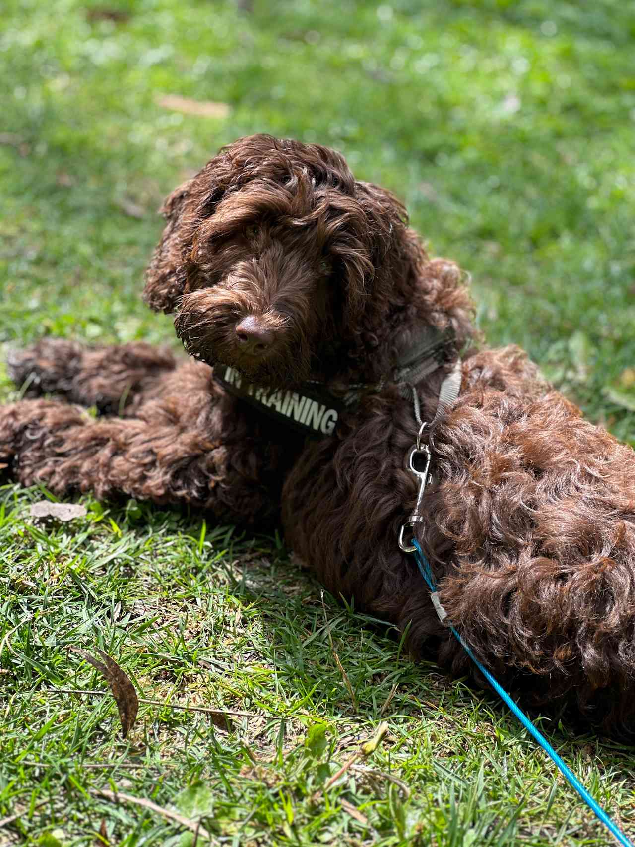 Maggie’s first trip in the van  - she loved it 