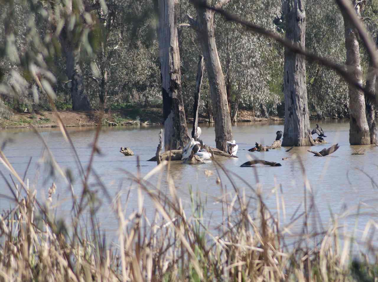 Window to the Wetlands