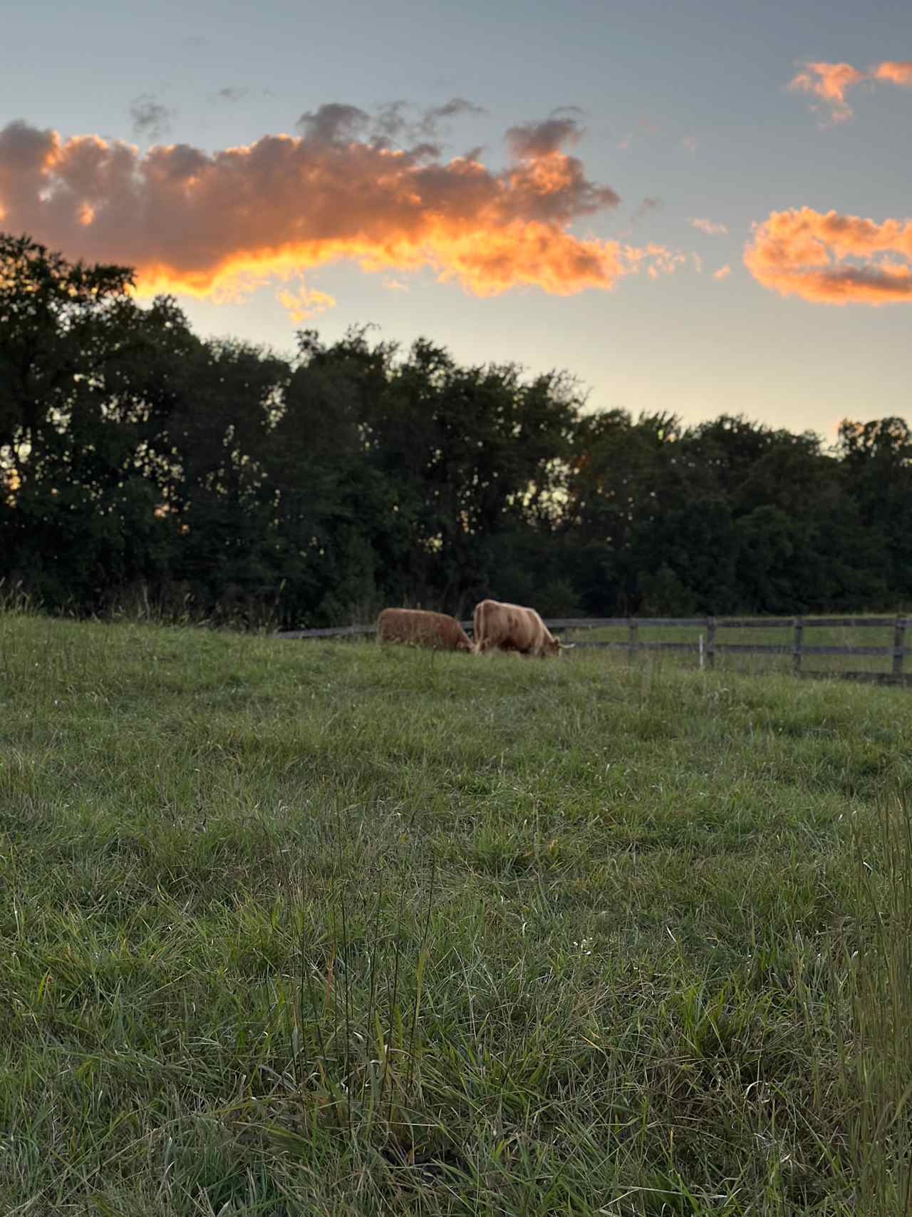 Horn And Thistle Farm