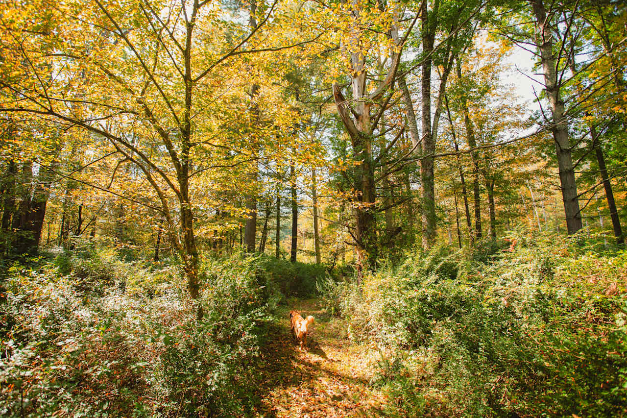 Big Indian Wilderness Paradise