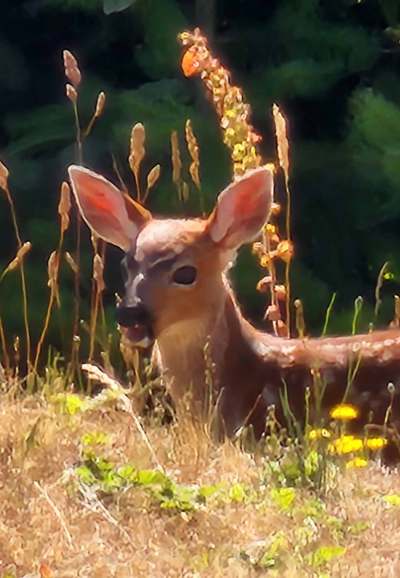 Deer Haven Ranch