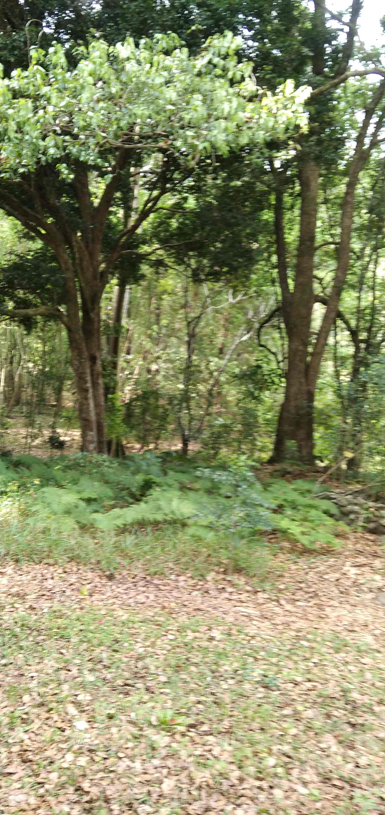 White Wallaby Farm