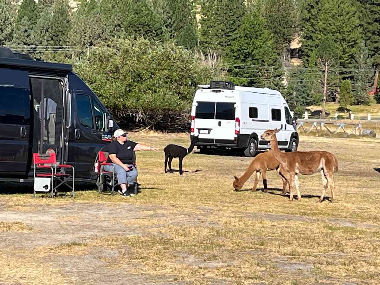 L.Davis Ranch and Olde LYFE Alpacas