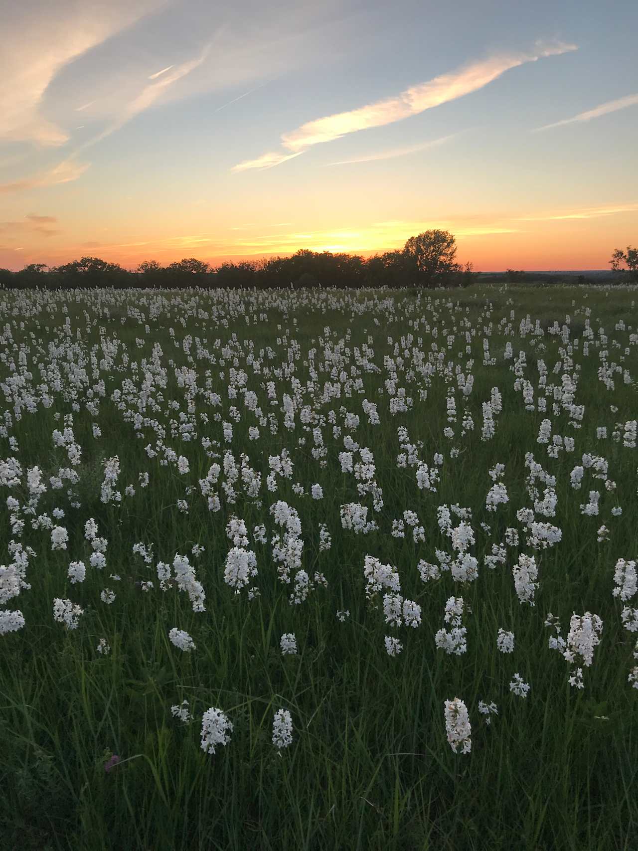 Spring wild flowers