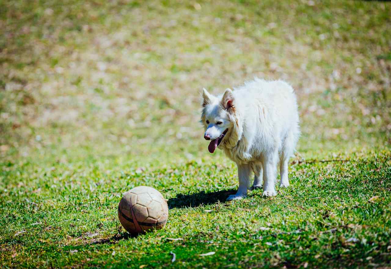 Farm dog always happy to play ball