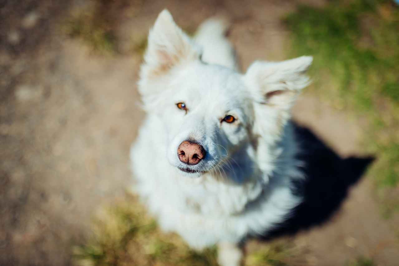 Cute farm dog