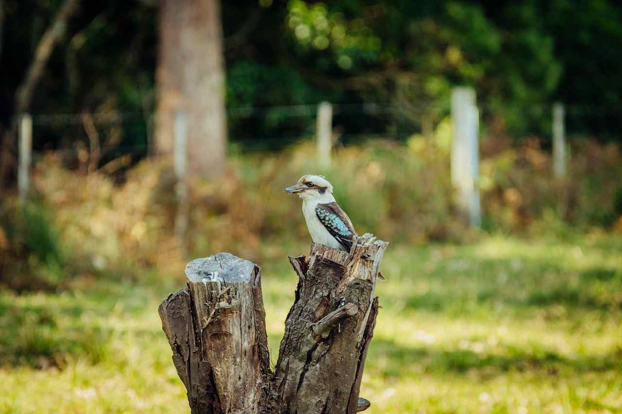 plenty of kookaburras as the site name suggests