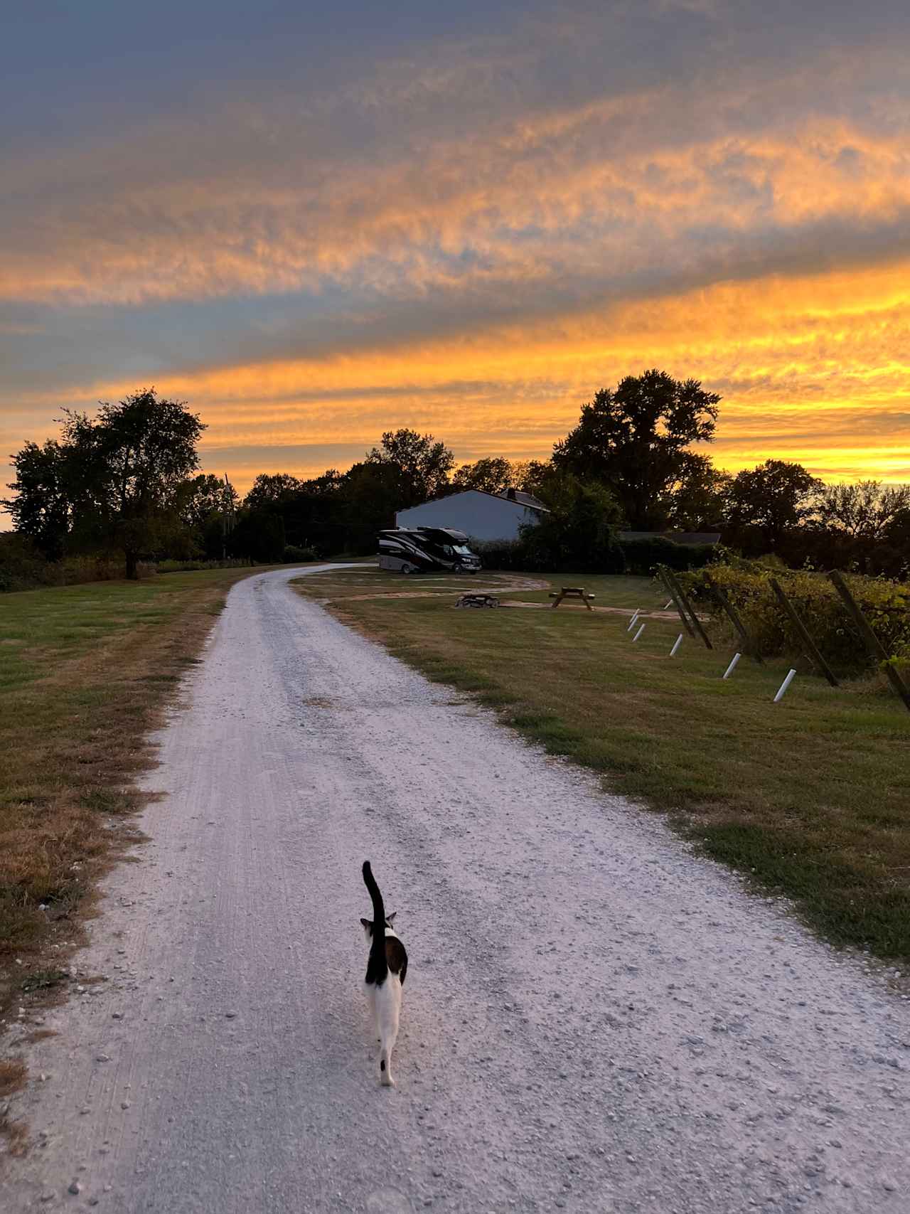 Candy, the Farm Cat, Leads the Way