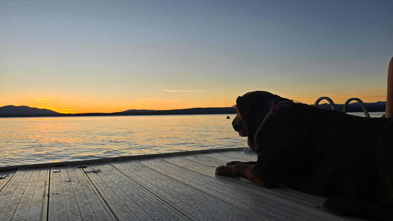 Dogs loves sunsets too! 