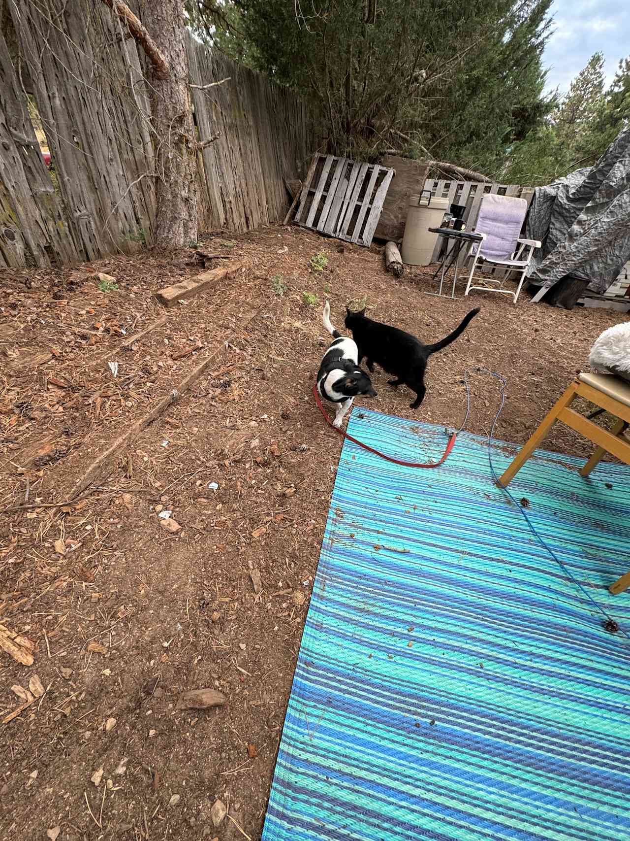 My dog and the friendly farm cat. 