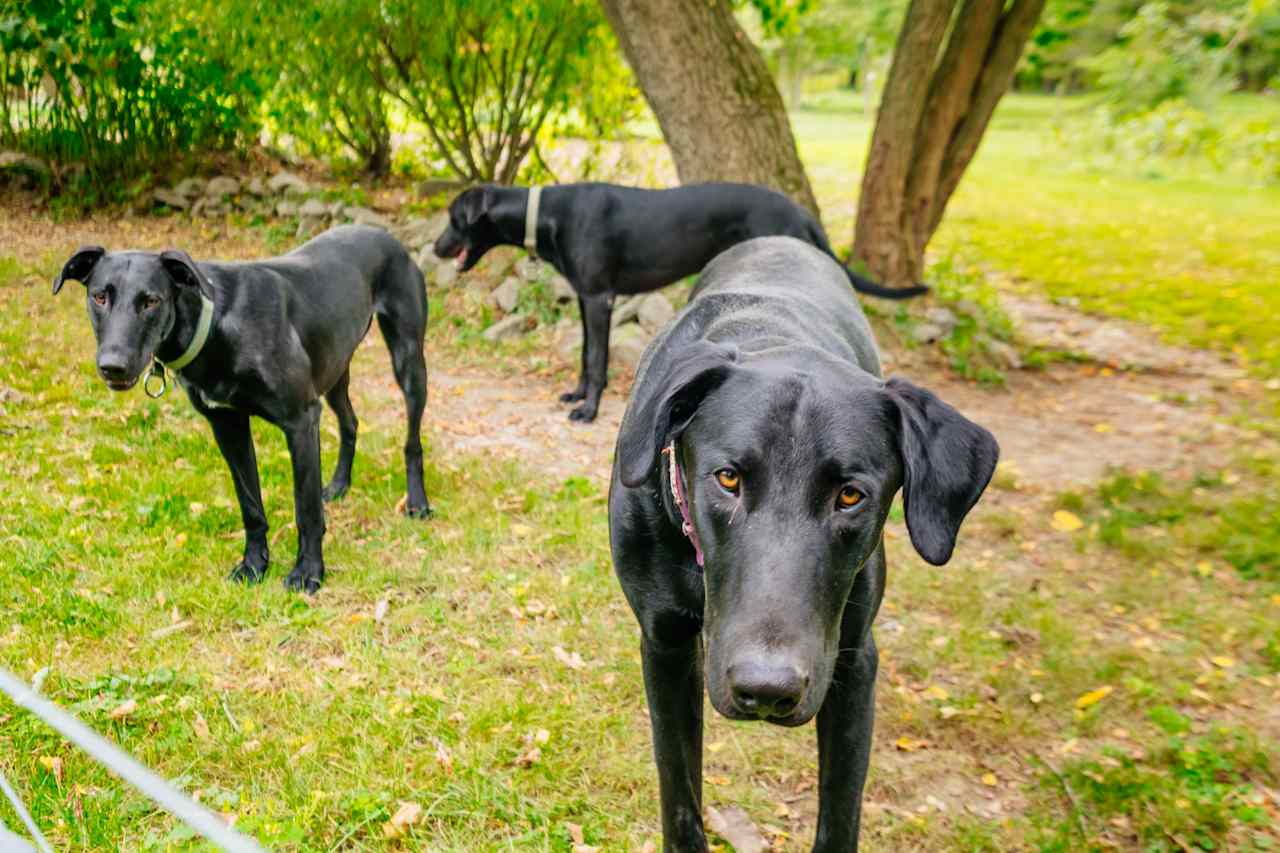 Beautiful sled dogs on the property.