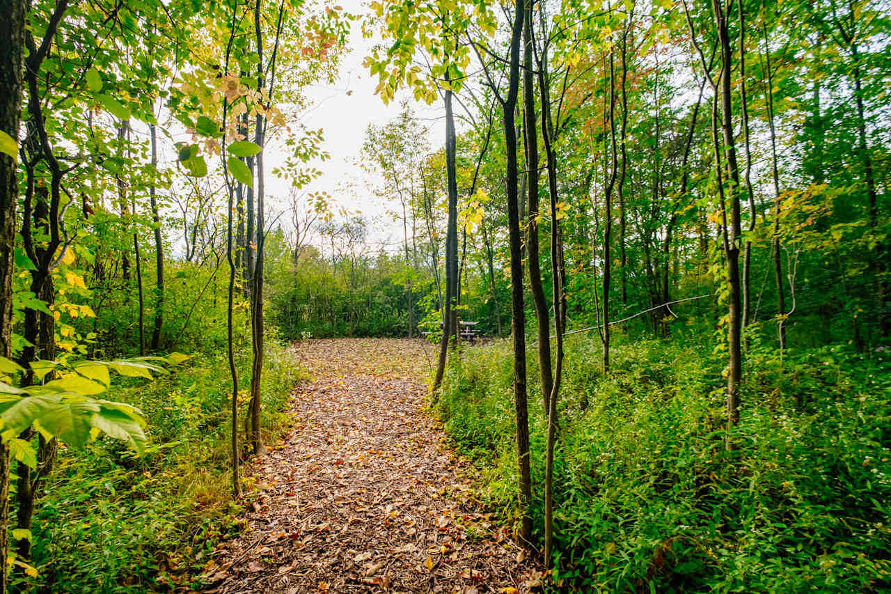 Path through the woods.