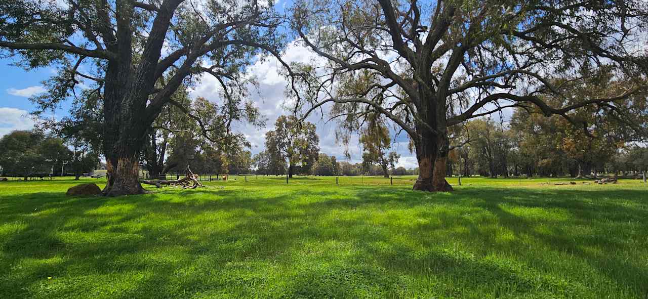 The Paddock campsite shaded during midday