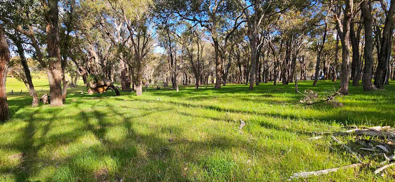 The Forest Site