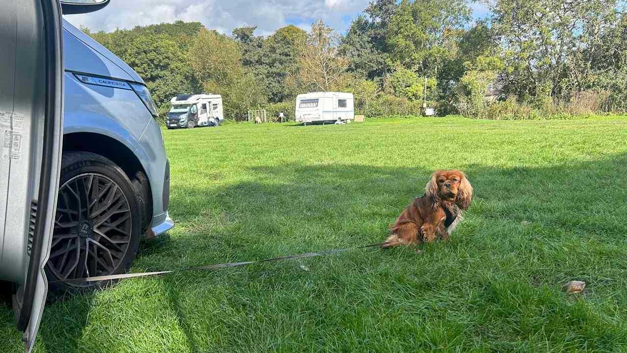 Happy dog in the field 