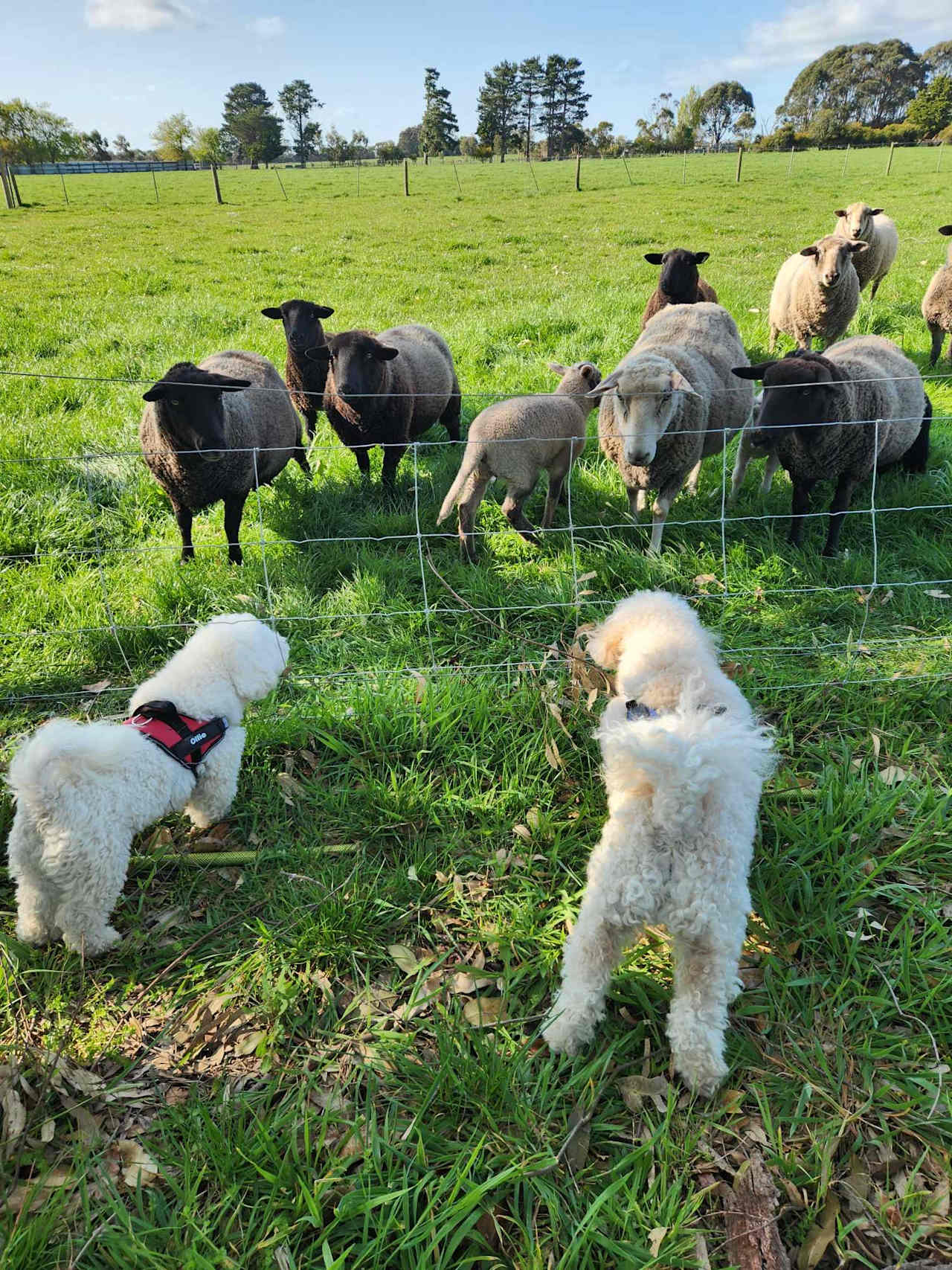 The Farm @ JU Buffalo (S Gippsland)