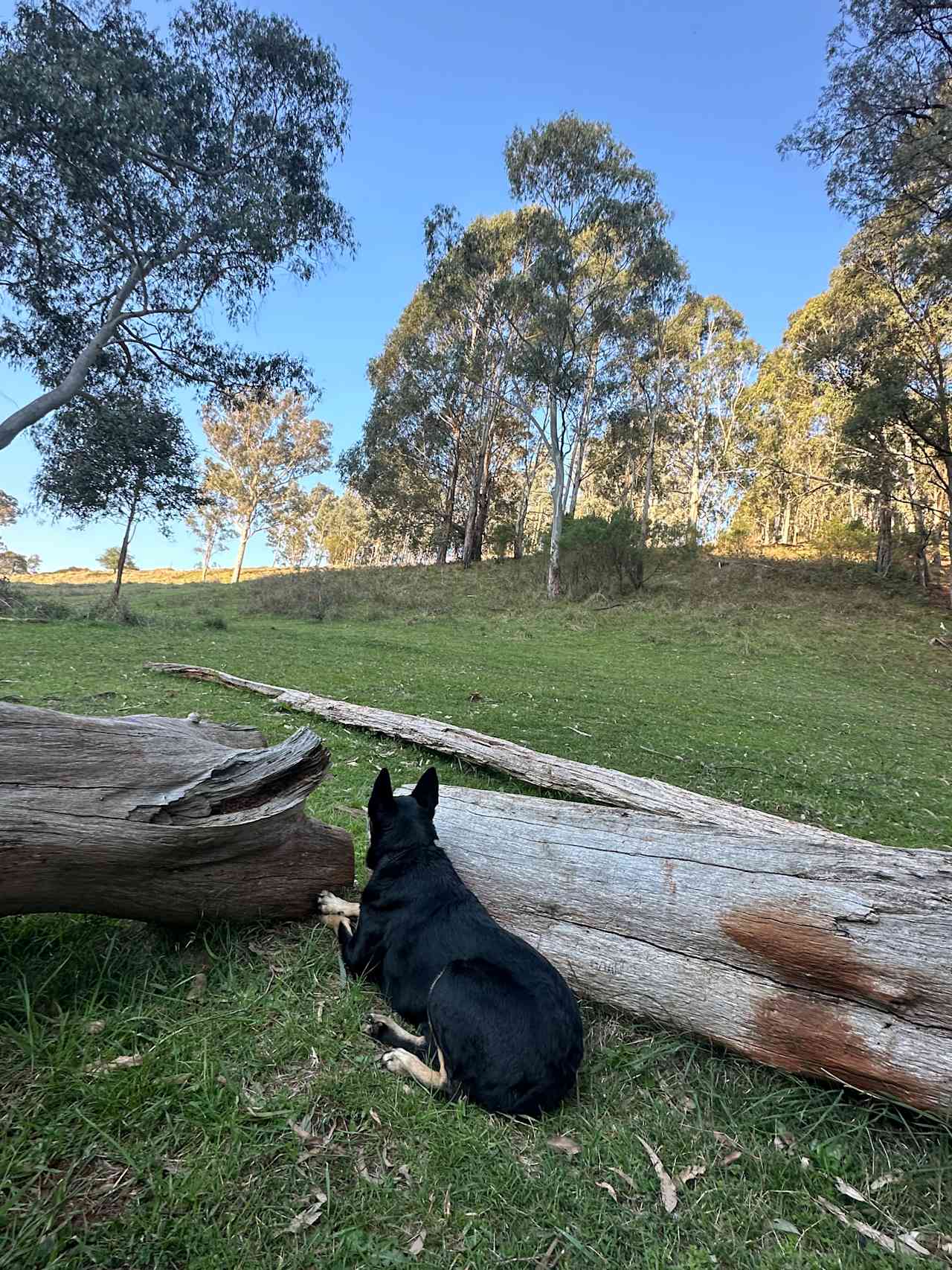 Our kelpie enjoying the view