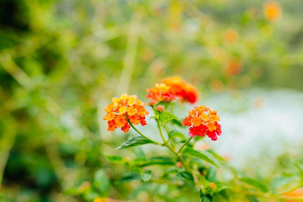 flora on the property