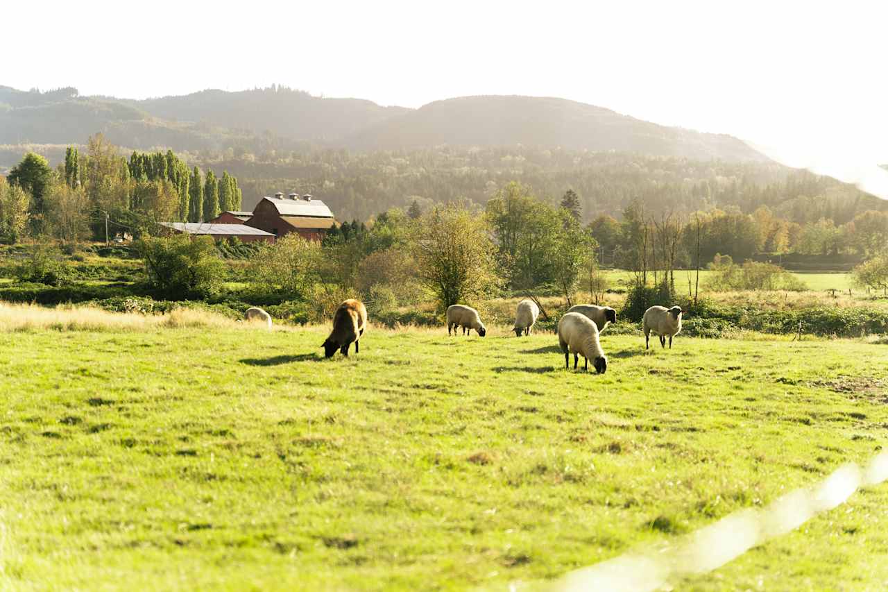 Otter Pond Pastures