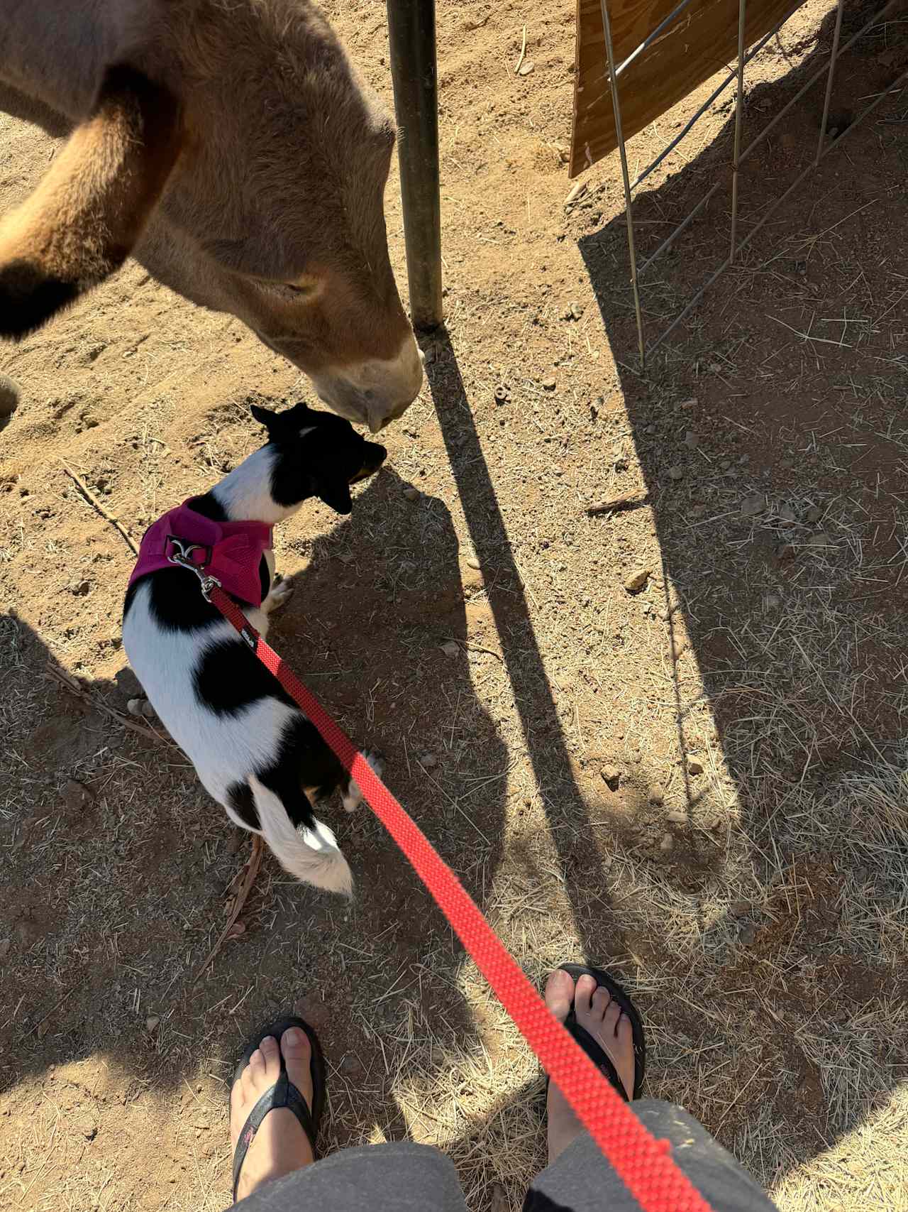 Mer-pup and donkey meet and greet. Other animals were interested in their breakfast. 