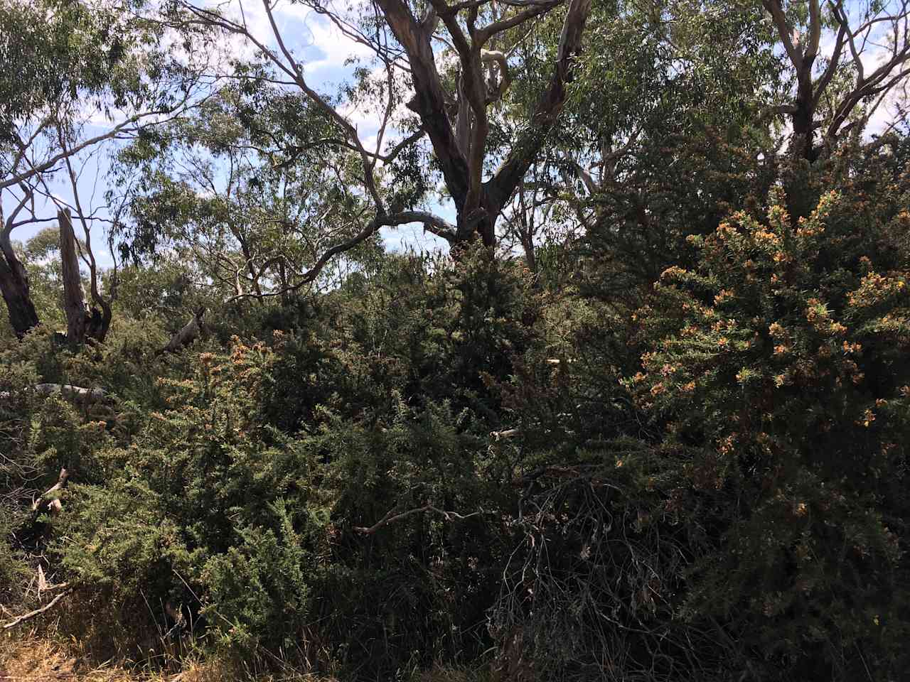 Tea Tree Creek  Bush Camp