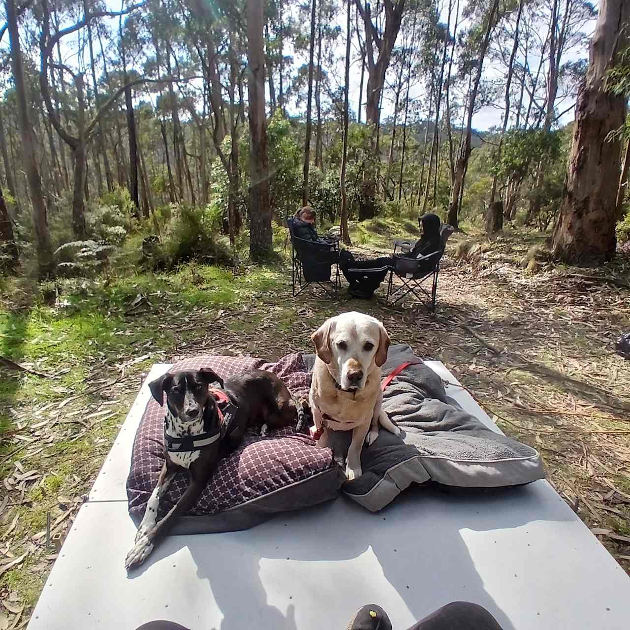 Tall Trees Otways Camp