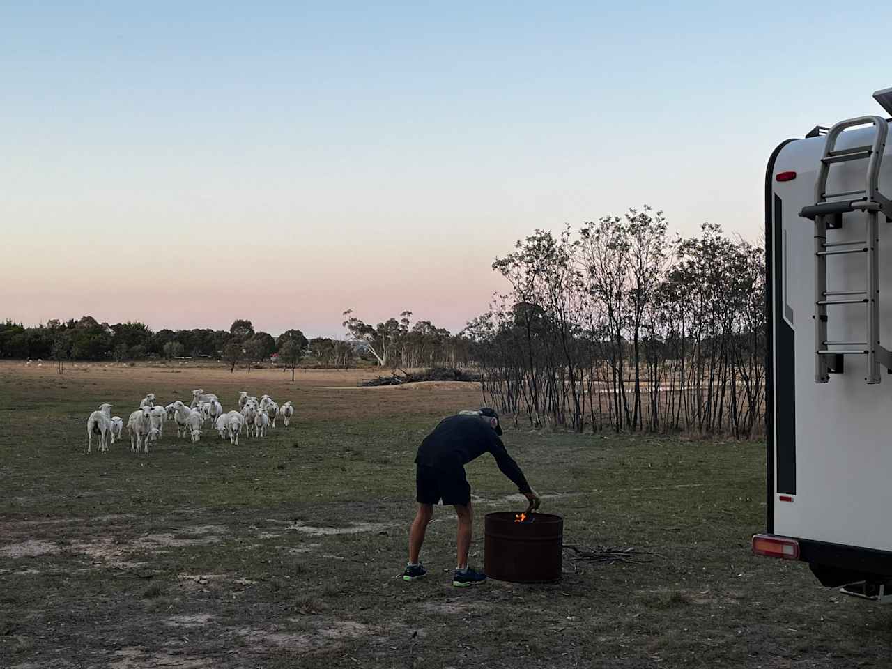 Friendly sheep visit us on Site 2