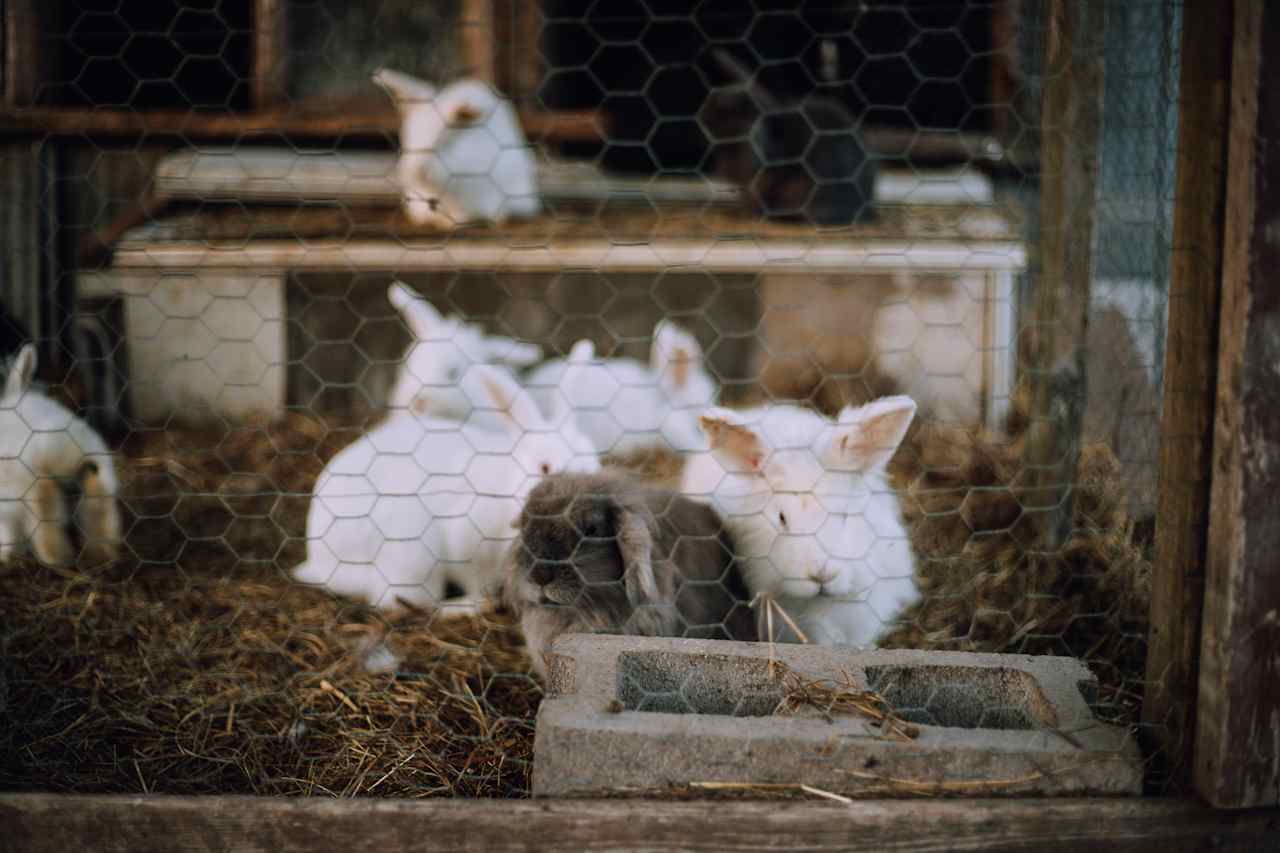 Little bunnies in their shelter - but keep your eyes open, a few bunnies escaped their home and are now wild bunnies, roaming around the whole farm!