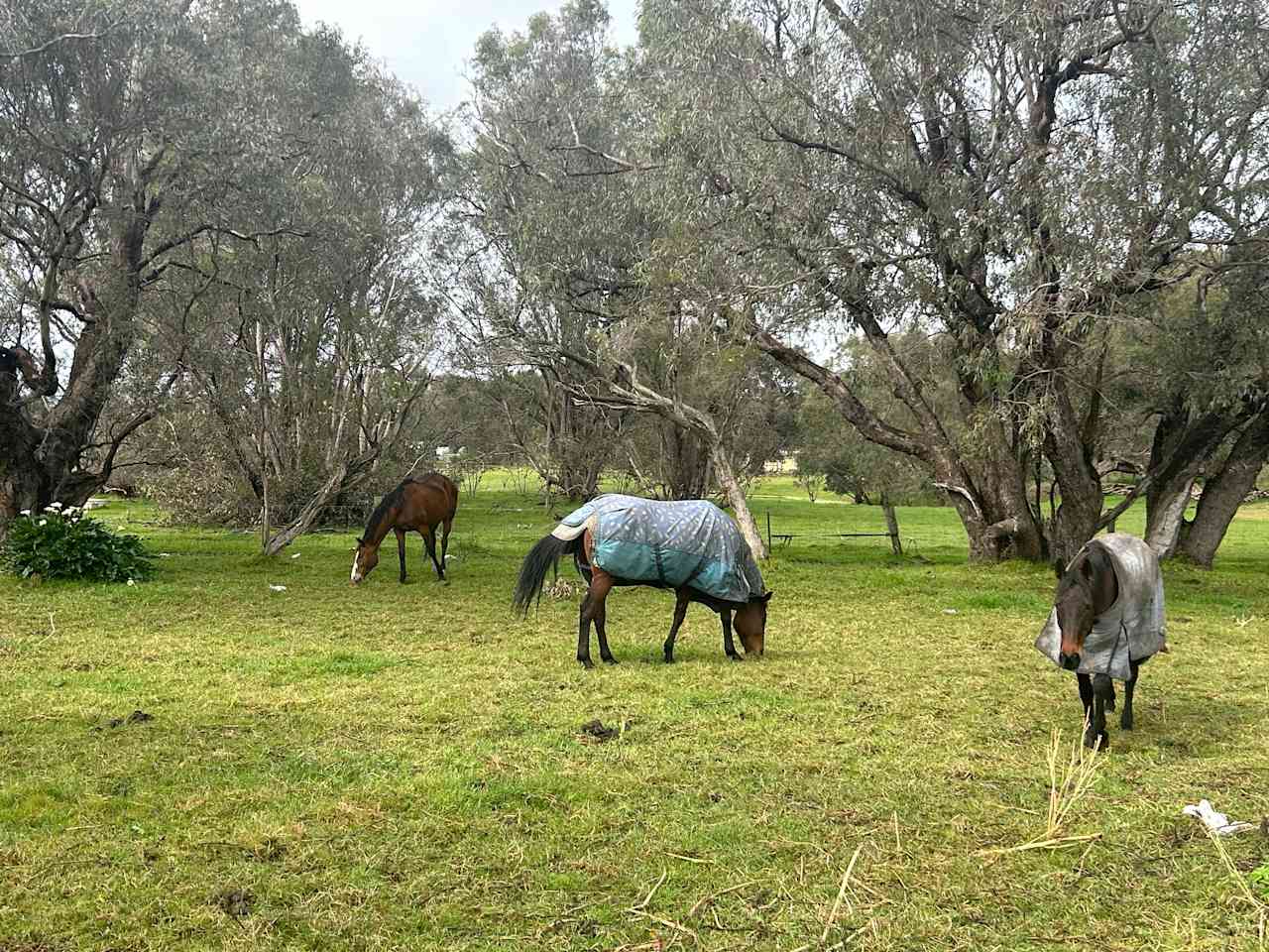 Tranquility Little Farm