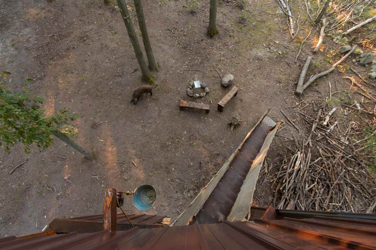 The view from the tree house as a pig explore the campground.