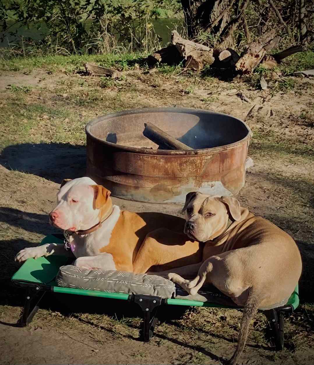 Dogs Soaking up the Sun