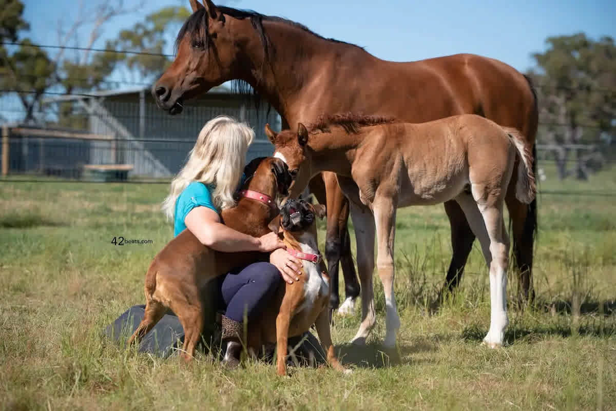 South Serenity Arabians