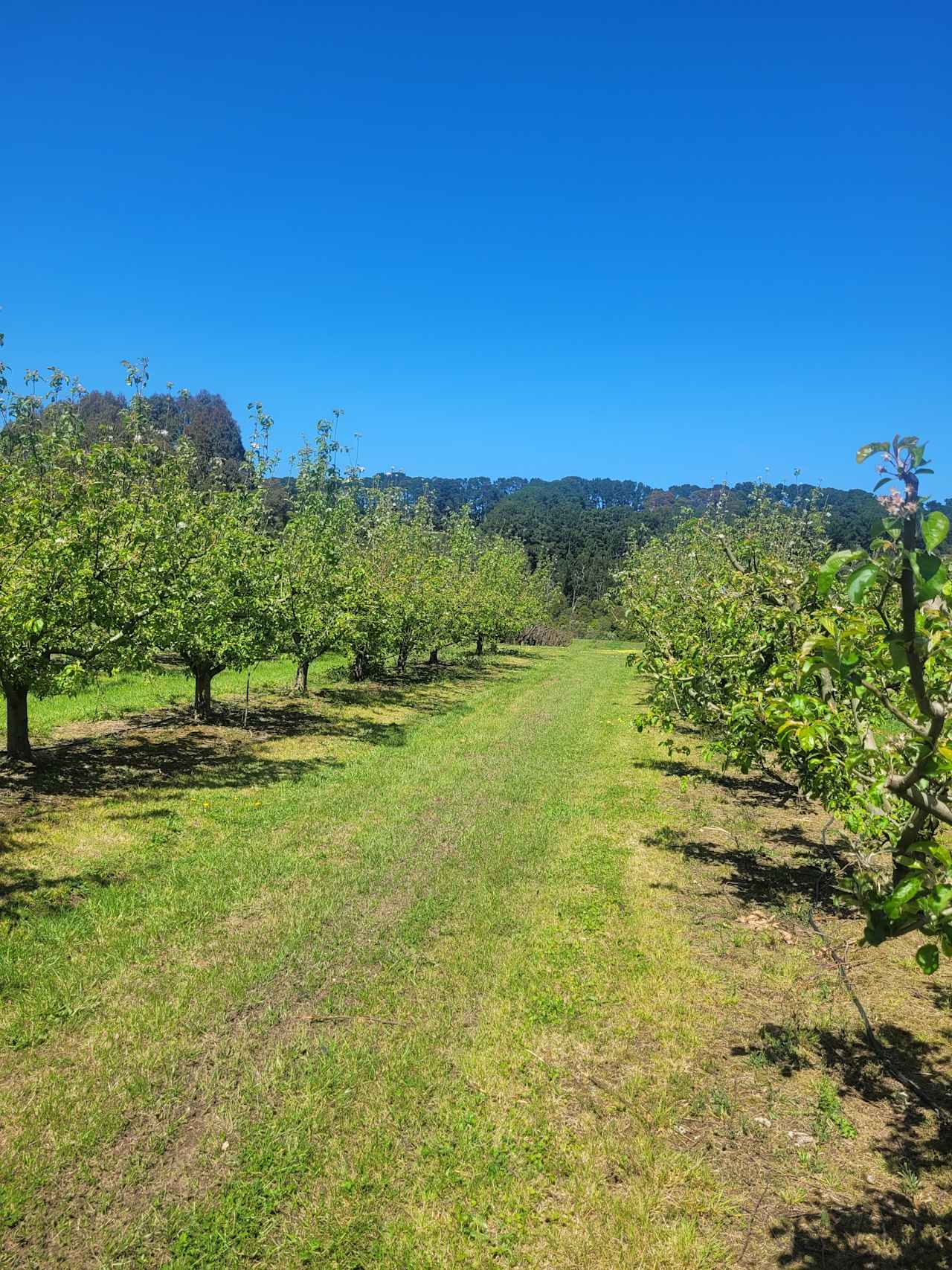 Red Hill Orchard Farm Stay