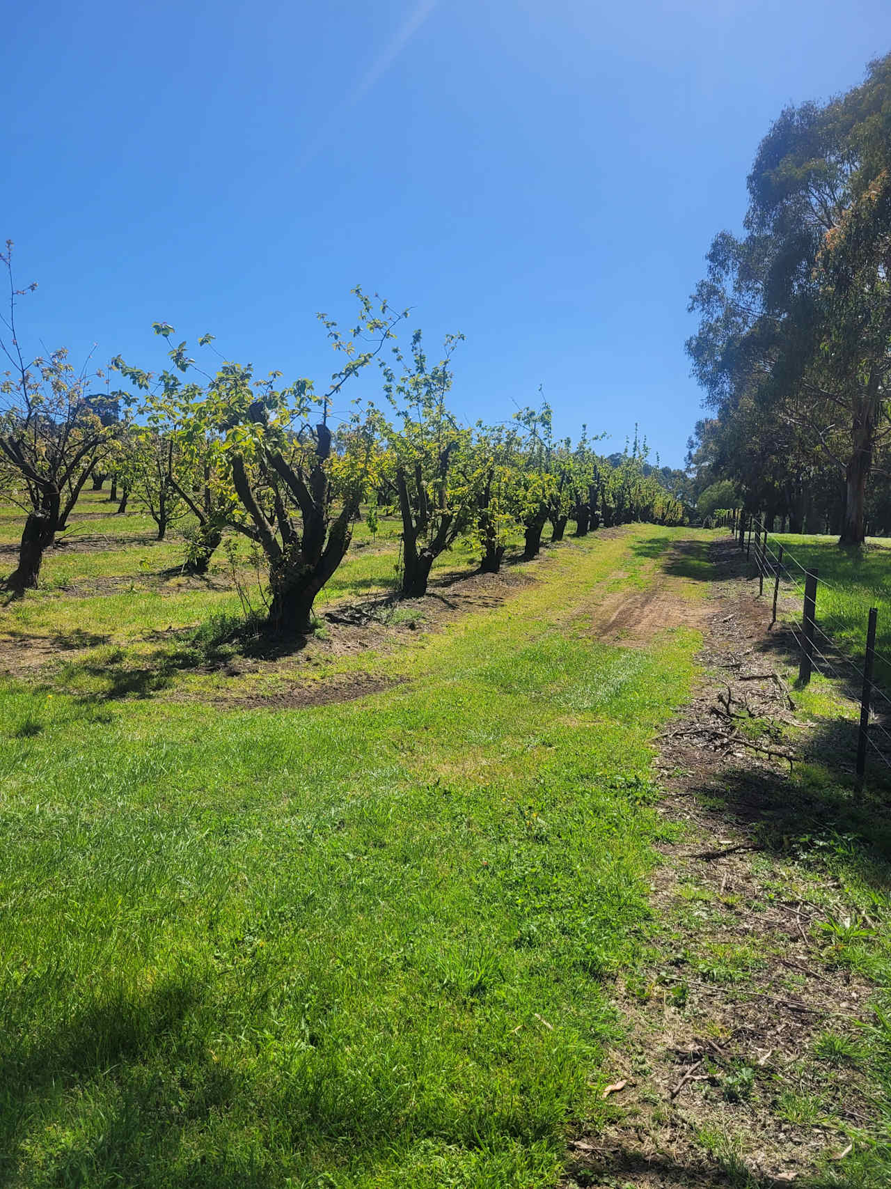 Red Hill Orchard Farm Stay