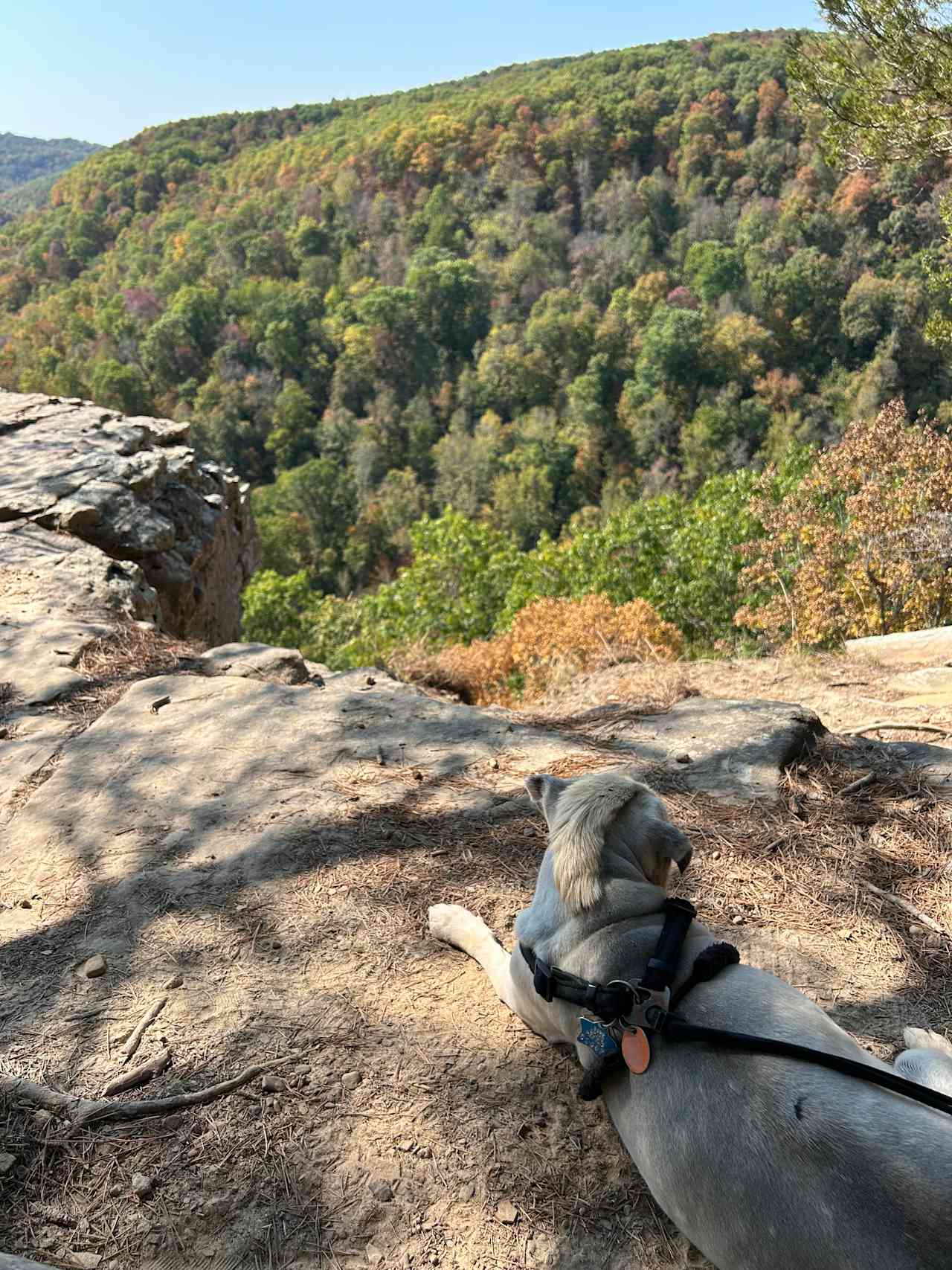 Buffalo River Glamping