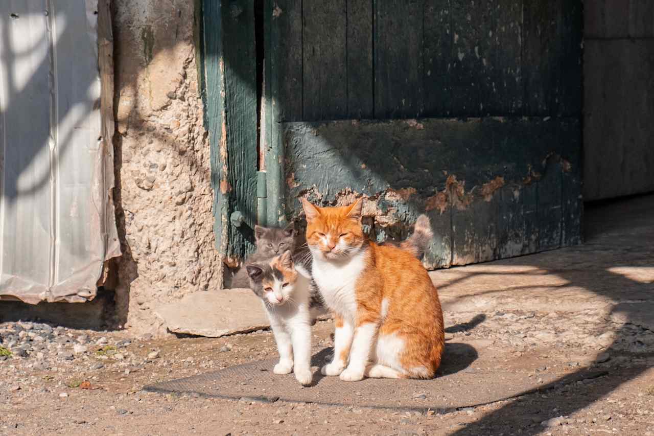 Farm kitties.