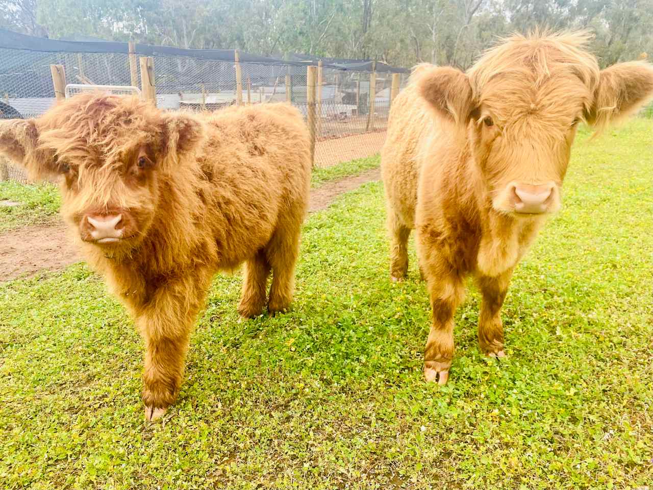 Sandalwood Downs  Farm Stay Toodyay