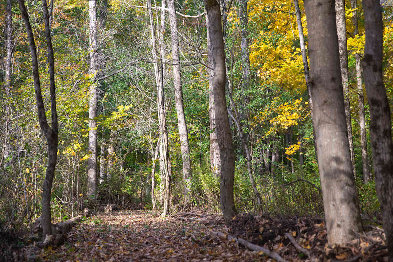 Barred Owl Woods