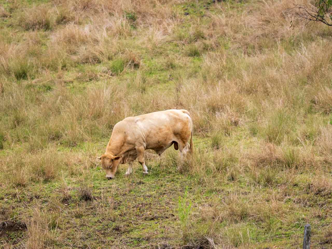 Other than training horses there are cattle on the property