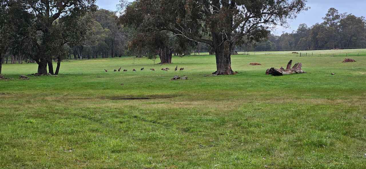 Kangaroos often visit in the afternoons