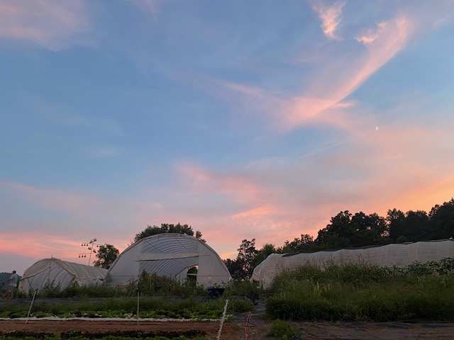 Biodynamic Veggie Farm With Goats