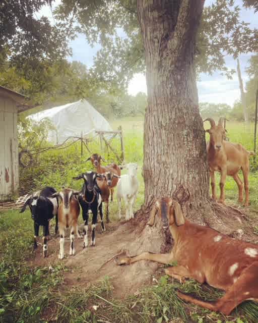 Biodynamic Veggie Farm With Goats