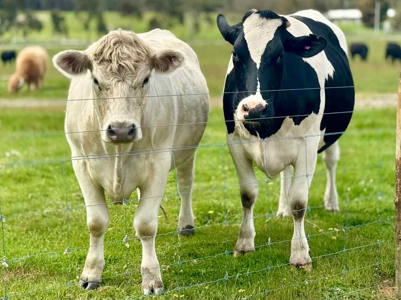 Morning visits from the friendliest neighbours! Nothing beats waking up to these curious cows right across the campsite!