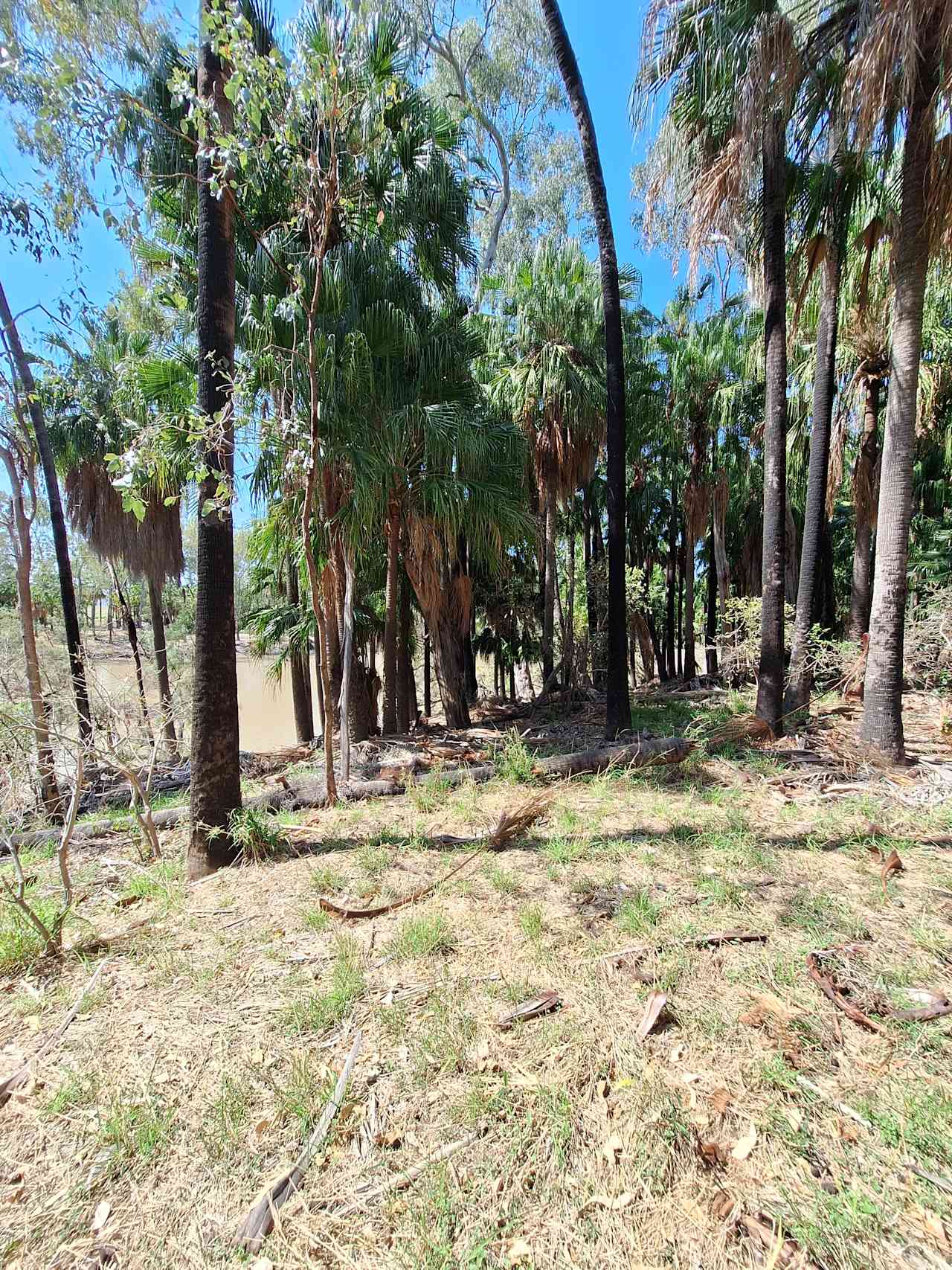 Cabbage Palms beside the tiver