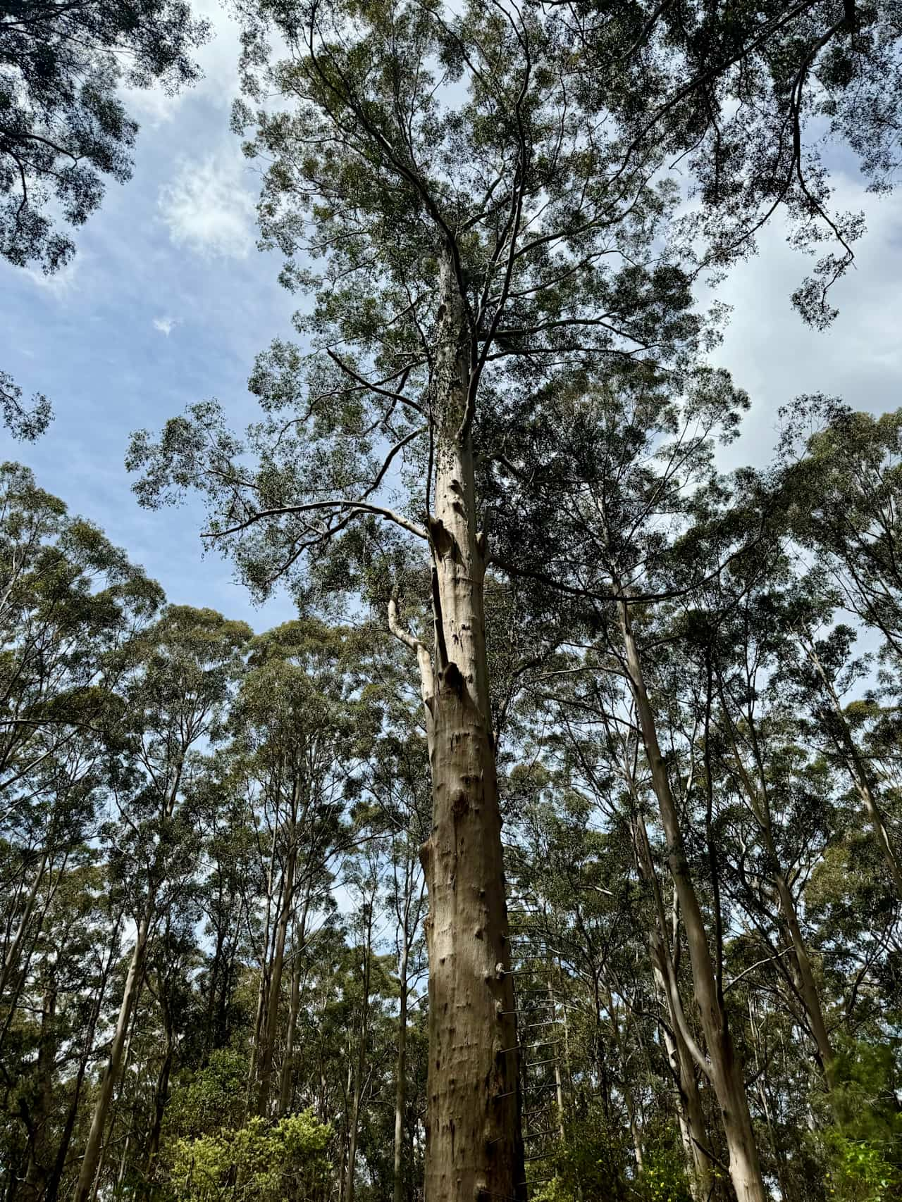 Don’t miss a visit to the Gloucester Tree! It features a lovely walking trail and an adventure park, offering fun for everyone. Whether you’re looking for a leisurely stroll or some thrilling activities, it’s a great spot to explore! 