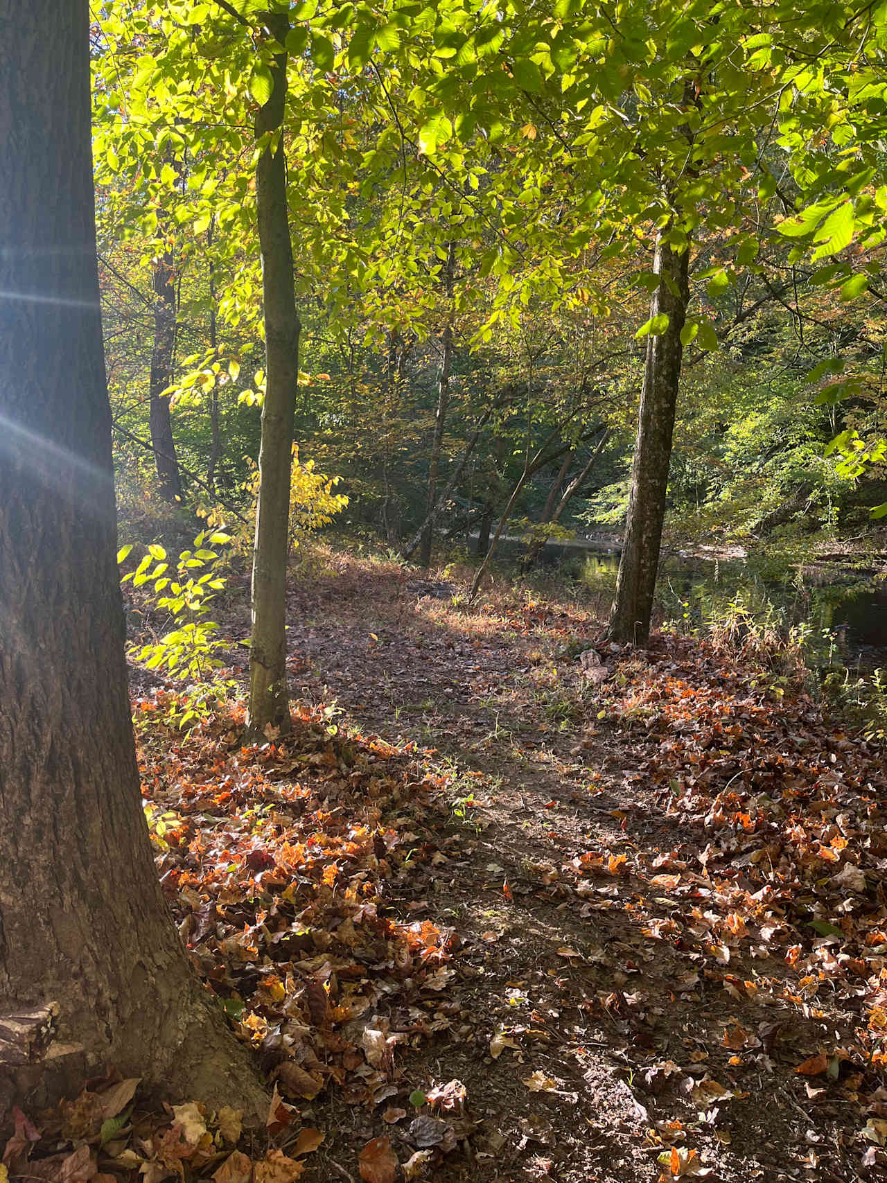 Epic Creekside Tent Sites & Cabins