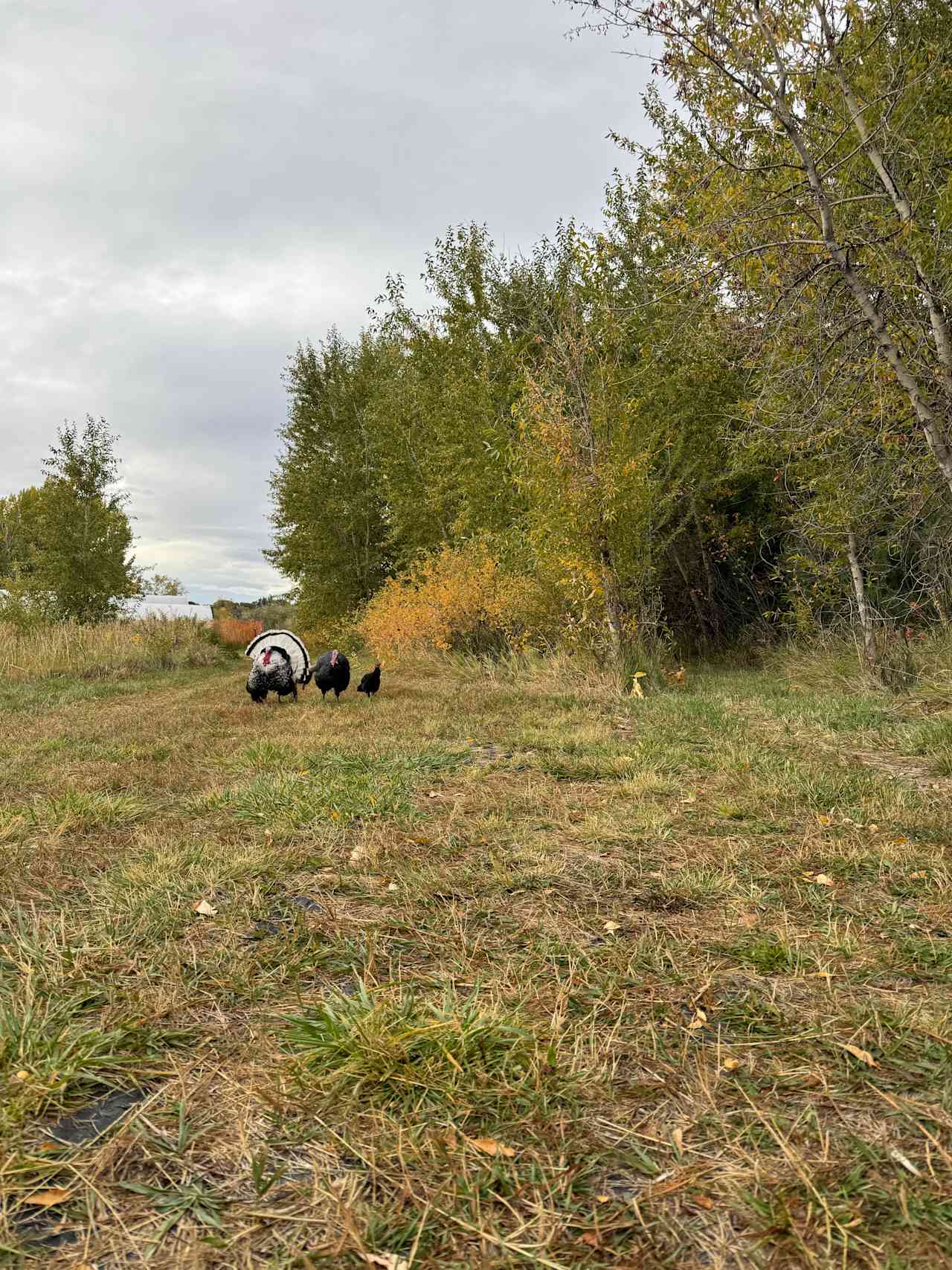 Rain Crow Farm