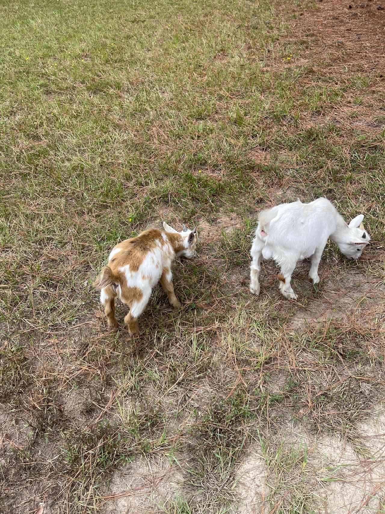 Jacksons Puppy Ranch