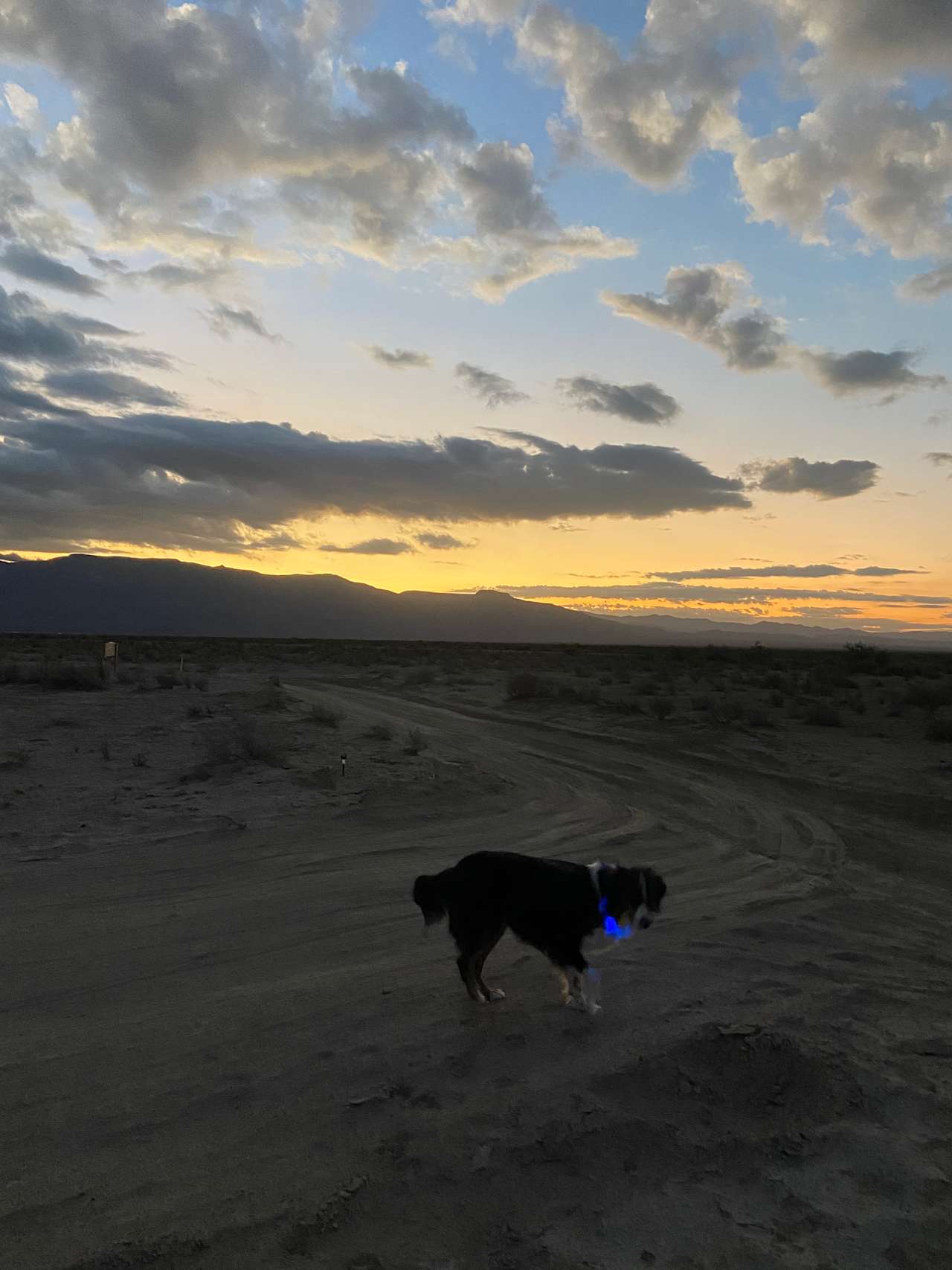 Dog-friendly. The pups had a great time being able to be off-leash here!