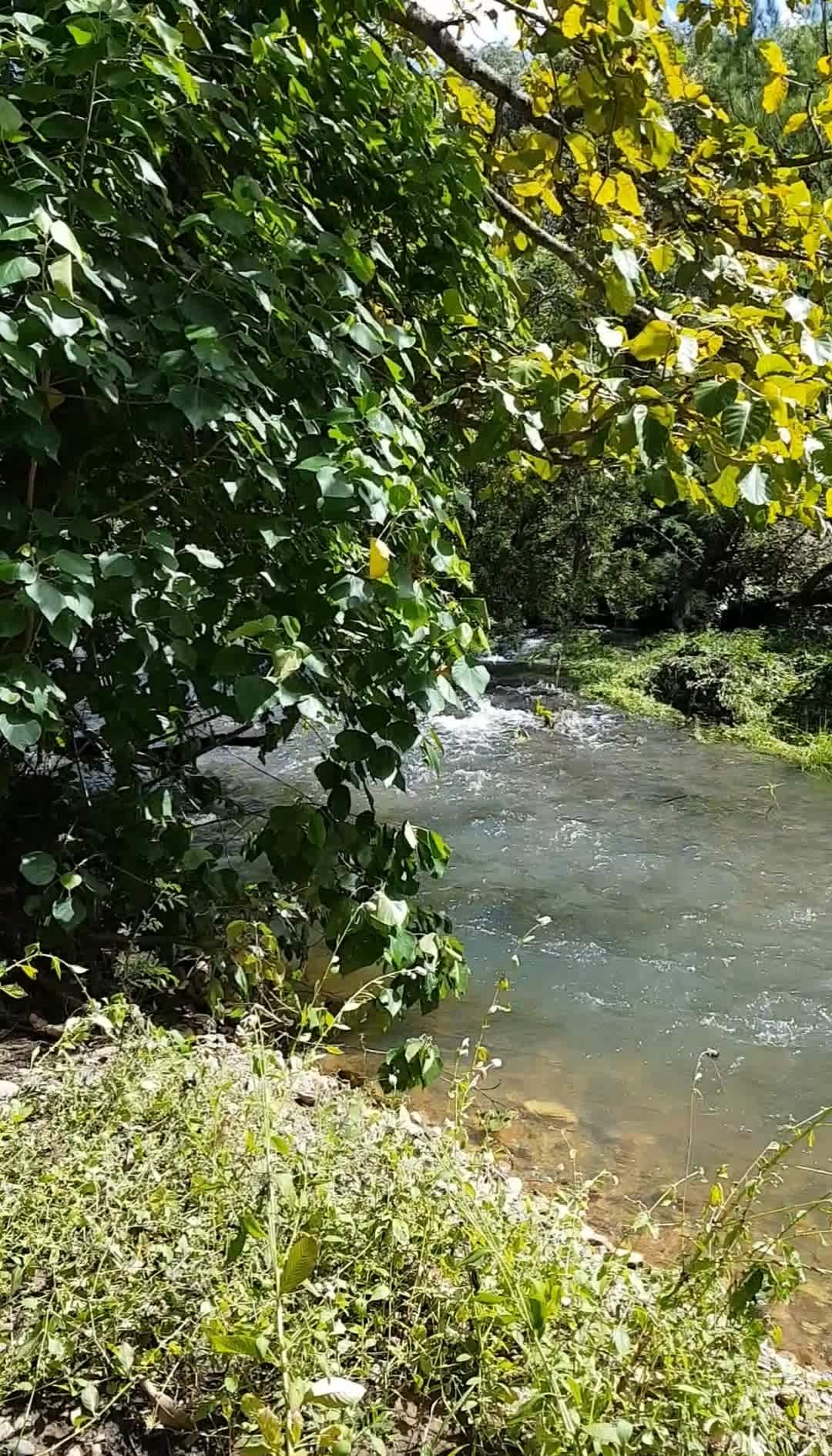 Campsite By The Creek